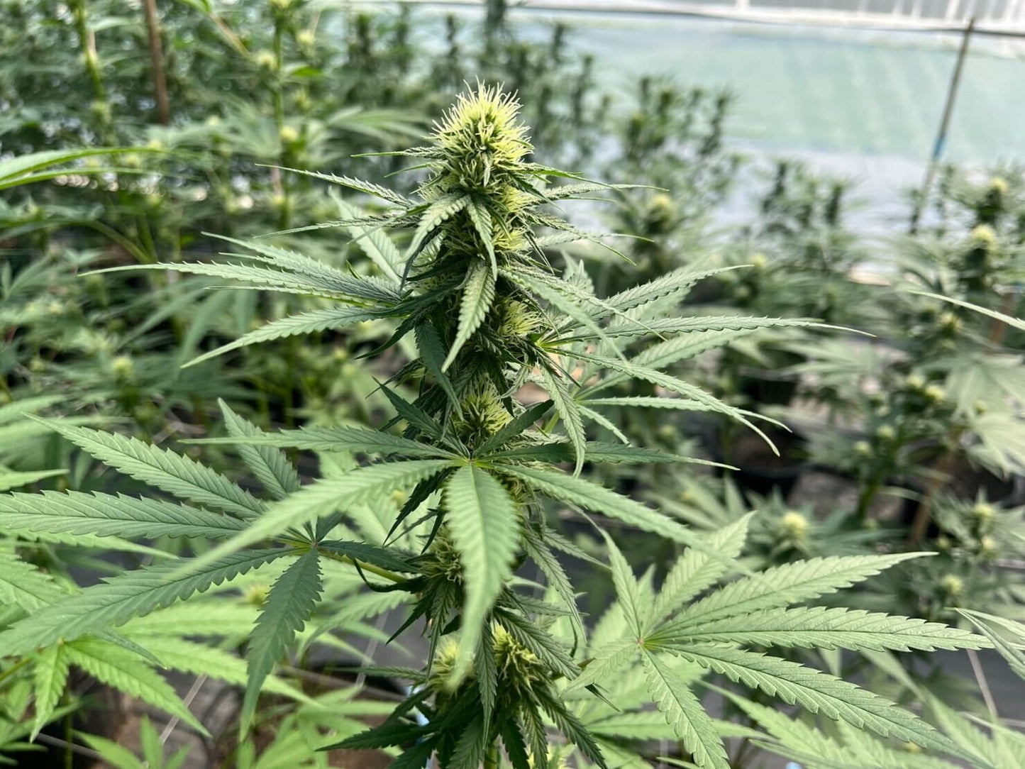 Super Silver Haze