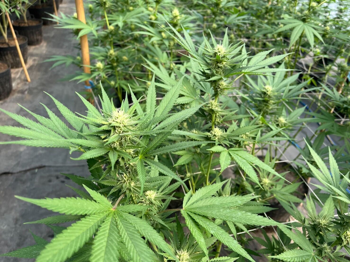 Hulk Berry
