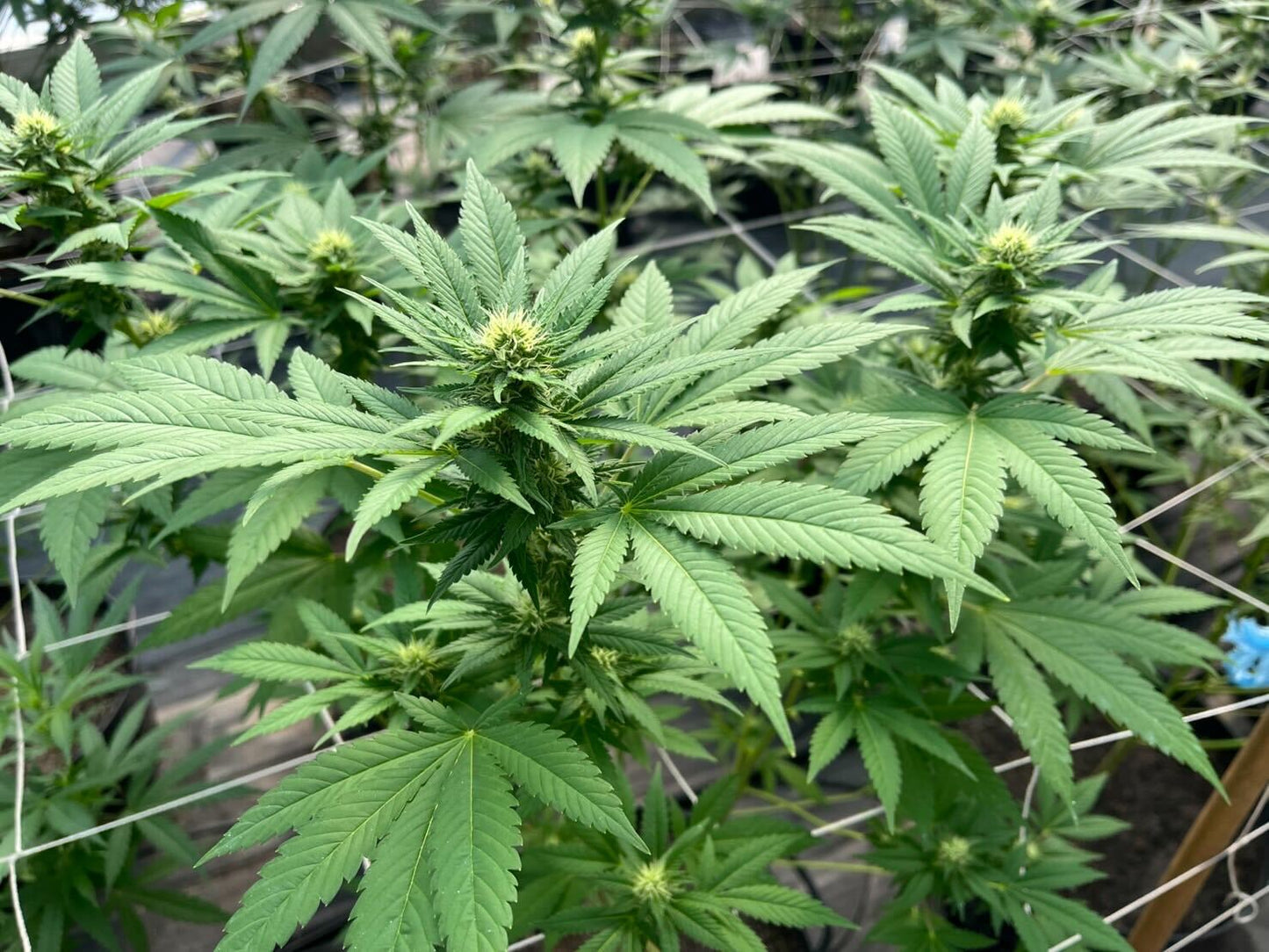 Skunk XL