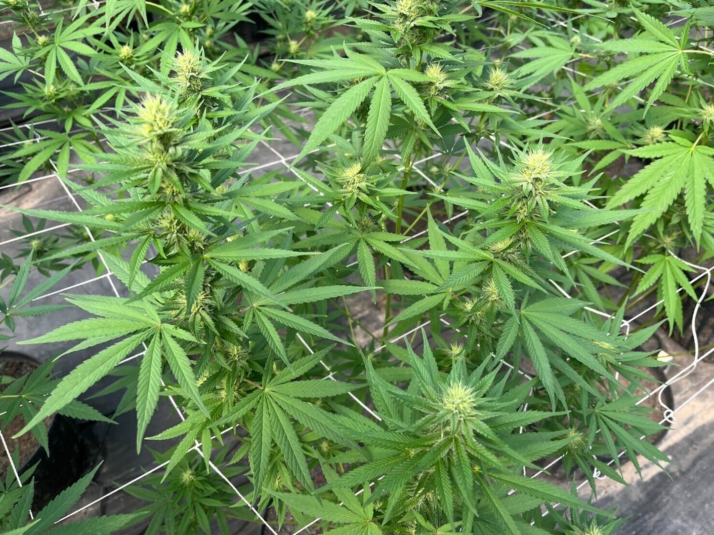 Jack Herer