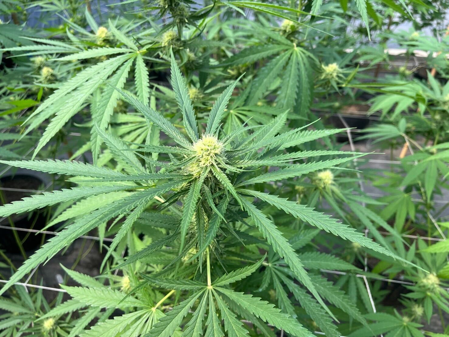 Critical Mass