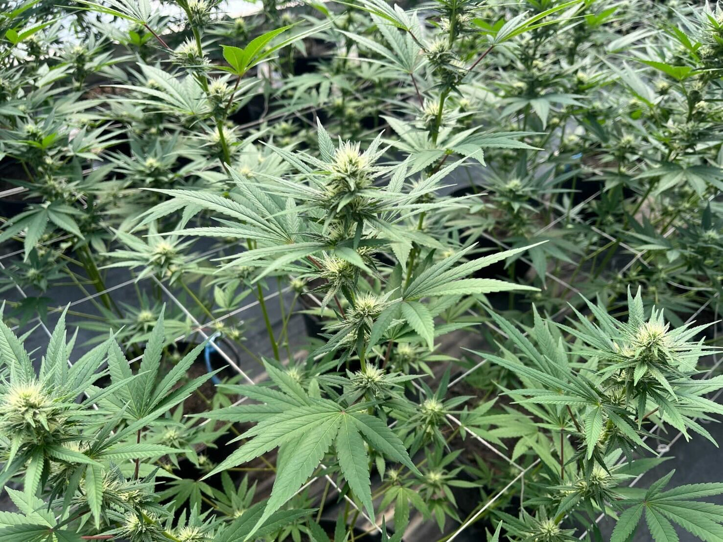 Ayahuasca Purple