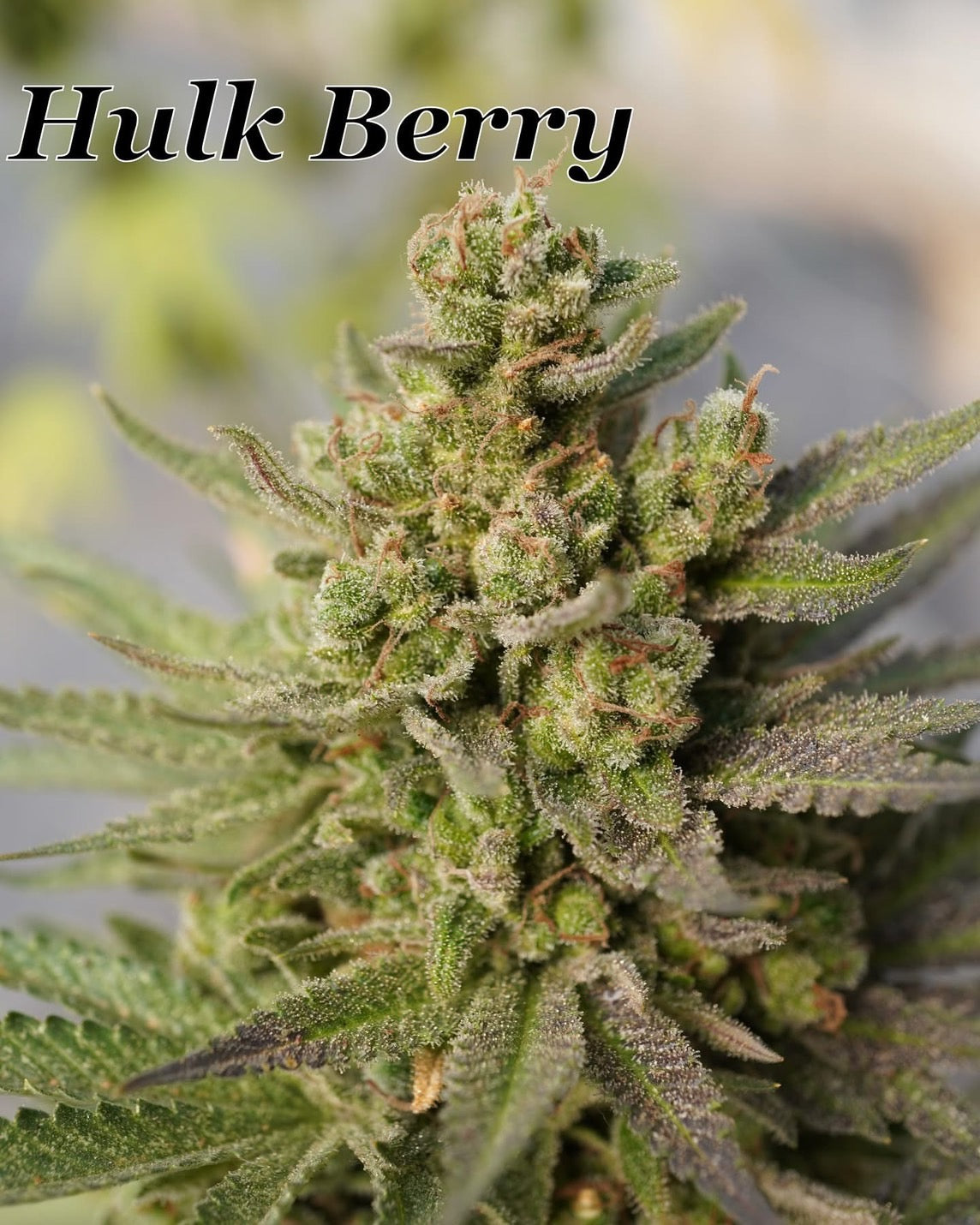 Hulk Berry