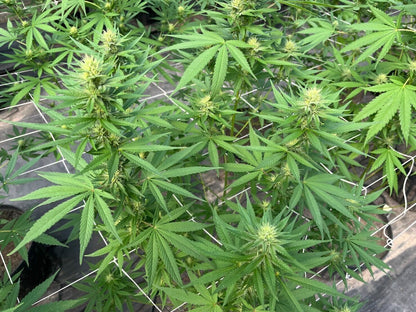 Jack Herer