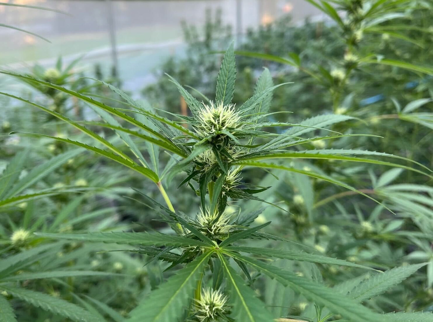 Dirty Kush Breath