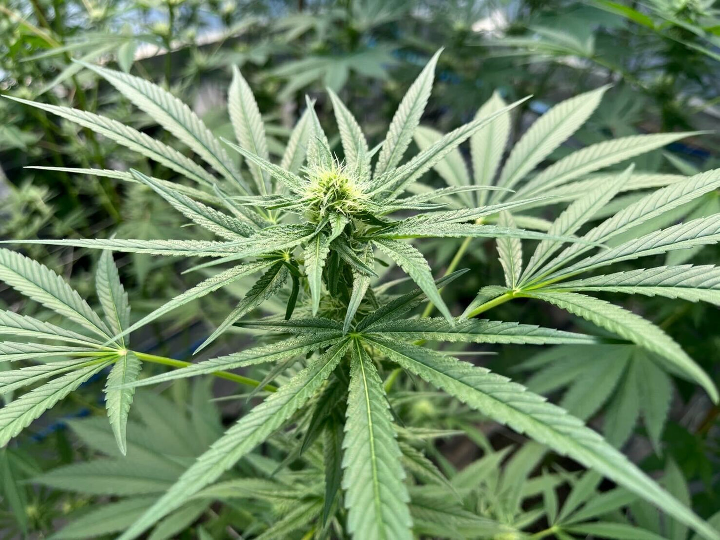OG Kush
