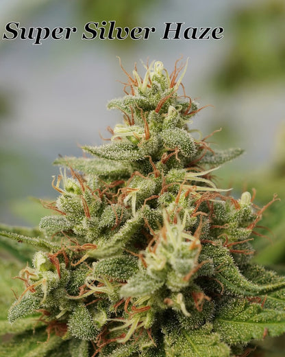 Super Silver Haze