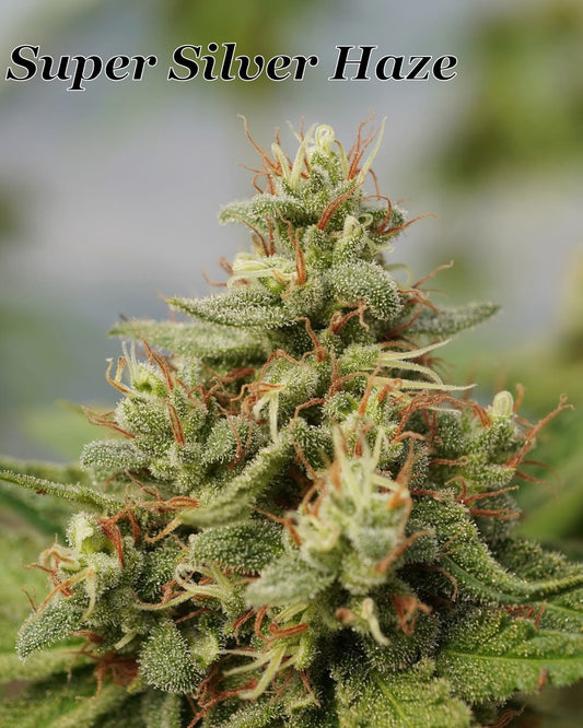Super Silver Haze