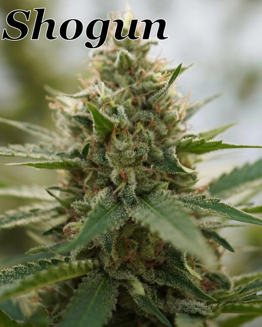 Shogun