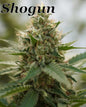 Shogun