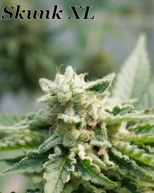 Skunk XL