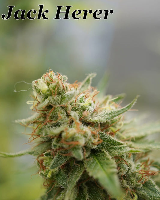 Jack Herer