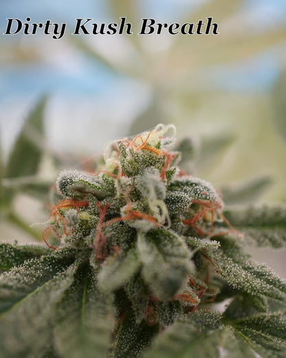 Dirty Kush Breath