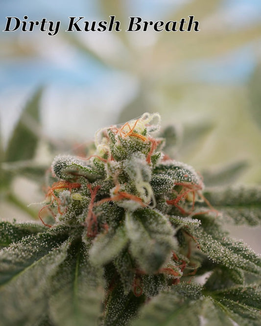 Dirty Kush Breath