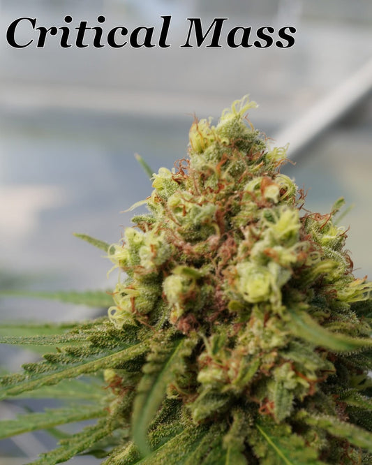 Critical Mass